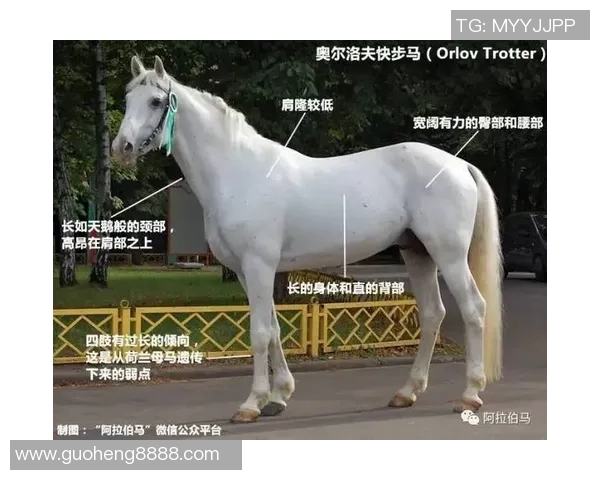 白羊座足球明星人物解析:激情与实力并存的赛场传奇 白羊座足球明星人物解析:激情与实力并存的赛场传奇